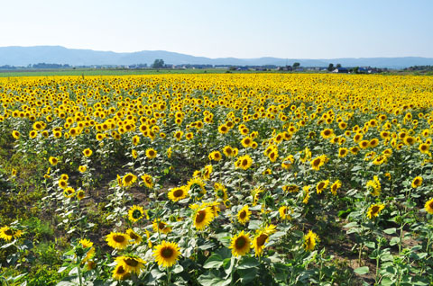 ひまわり畑